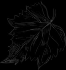 shapeLeaf
